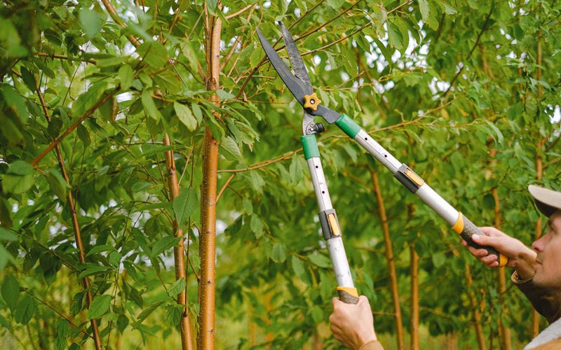 Tree trimming in Deming, WA